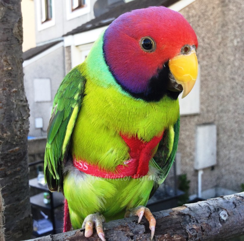 b.Plumb Head Parakeet